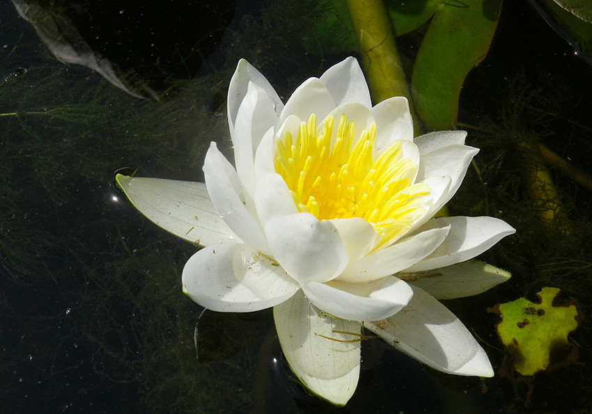  біле (Nymphaea alba)